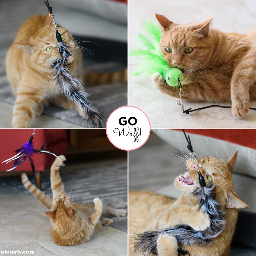 "Cats Gone Wild" with Pet Fit For Life Teaser Toys Plus a Giveaway