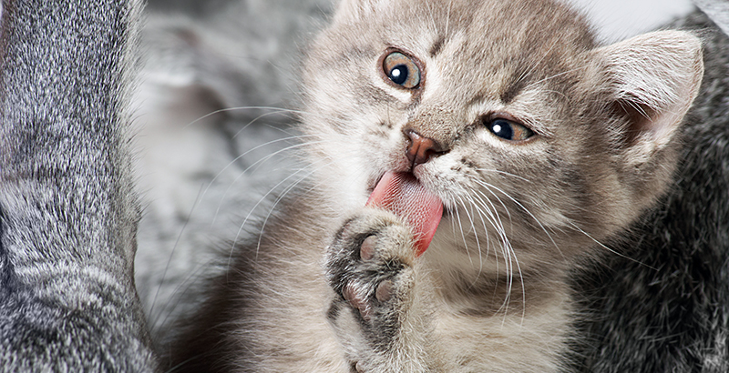  10 choses à savoir avant d'adopter un chaton