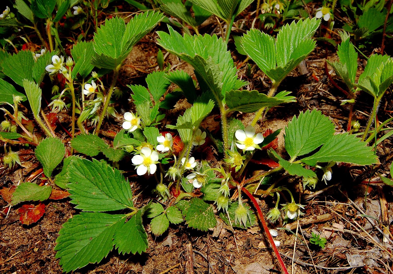Get Your Botany On! Green in Winter Wild Strawberry