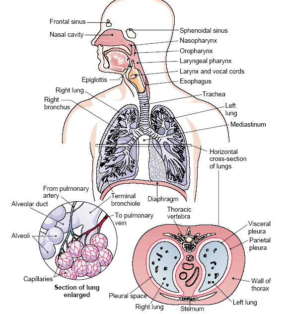Standard Note: Human Respiratory System