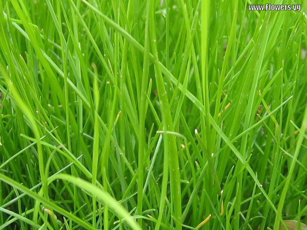 Kelsey Chen: grass background