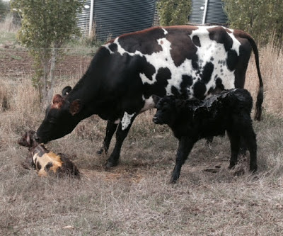 eight acres: favourite house cow blogs