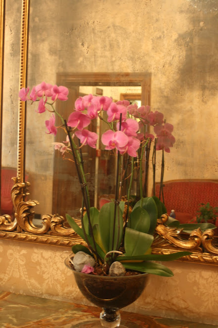 Rome, l'orchidée