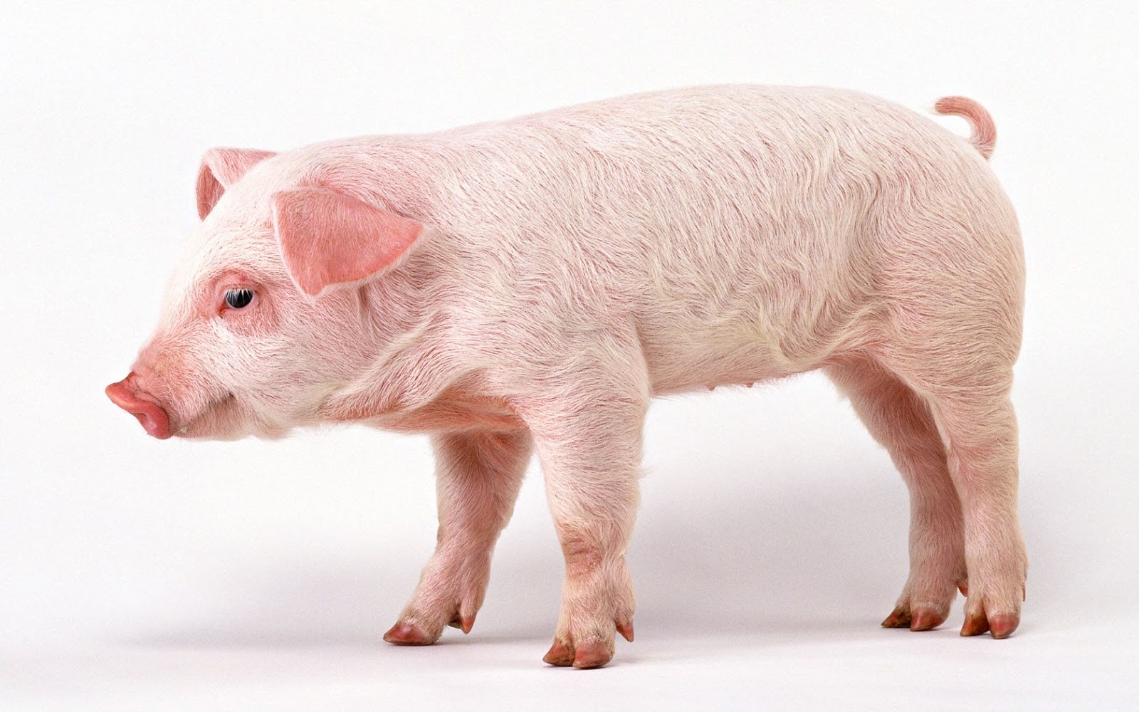 fakta tentang daging babi  Info Menarik Unik