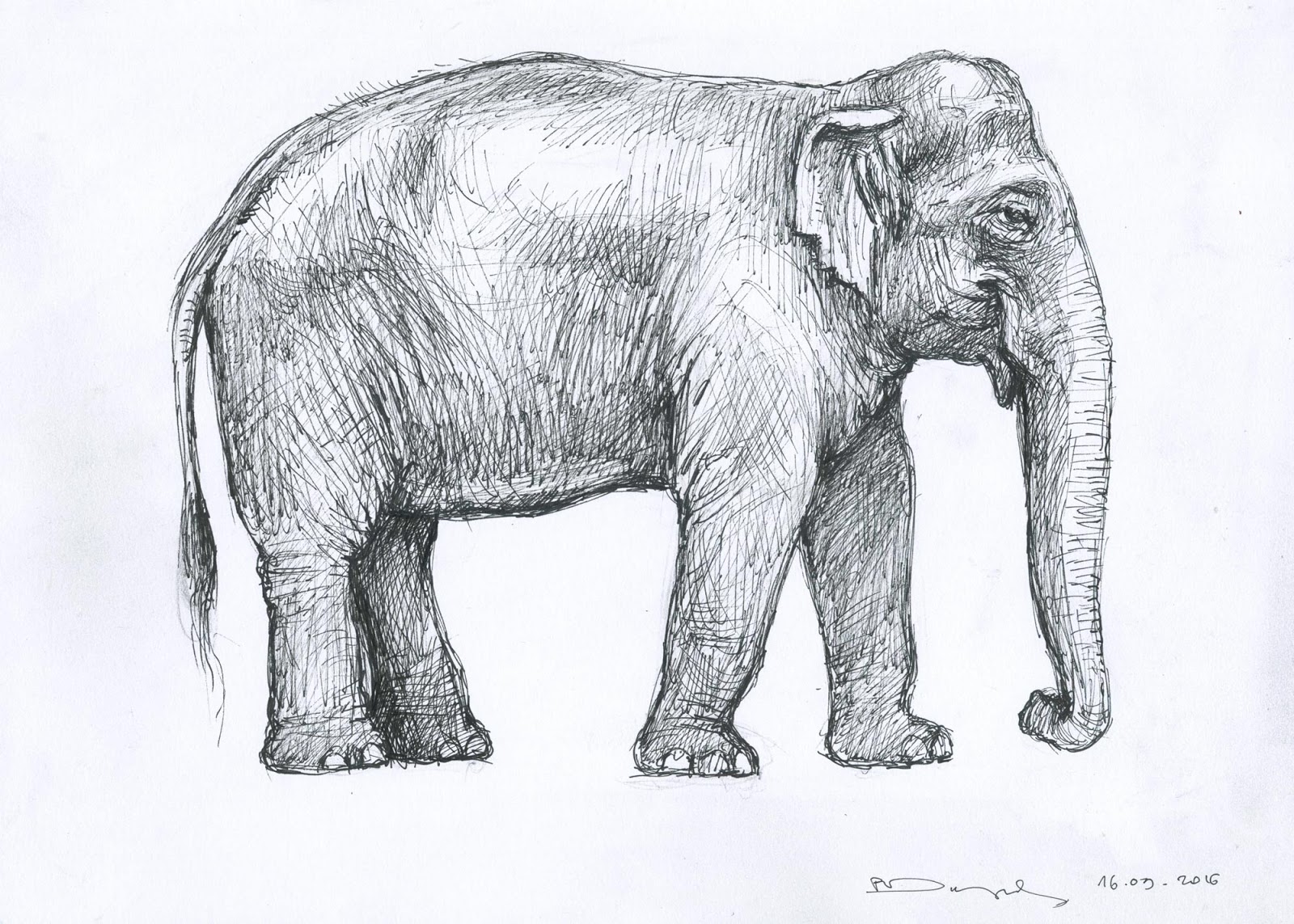 Indian elephant 2  JED Art