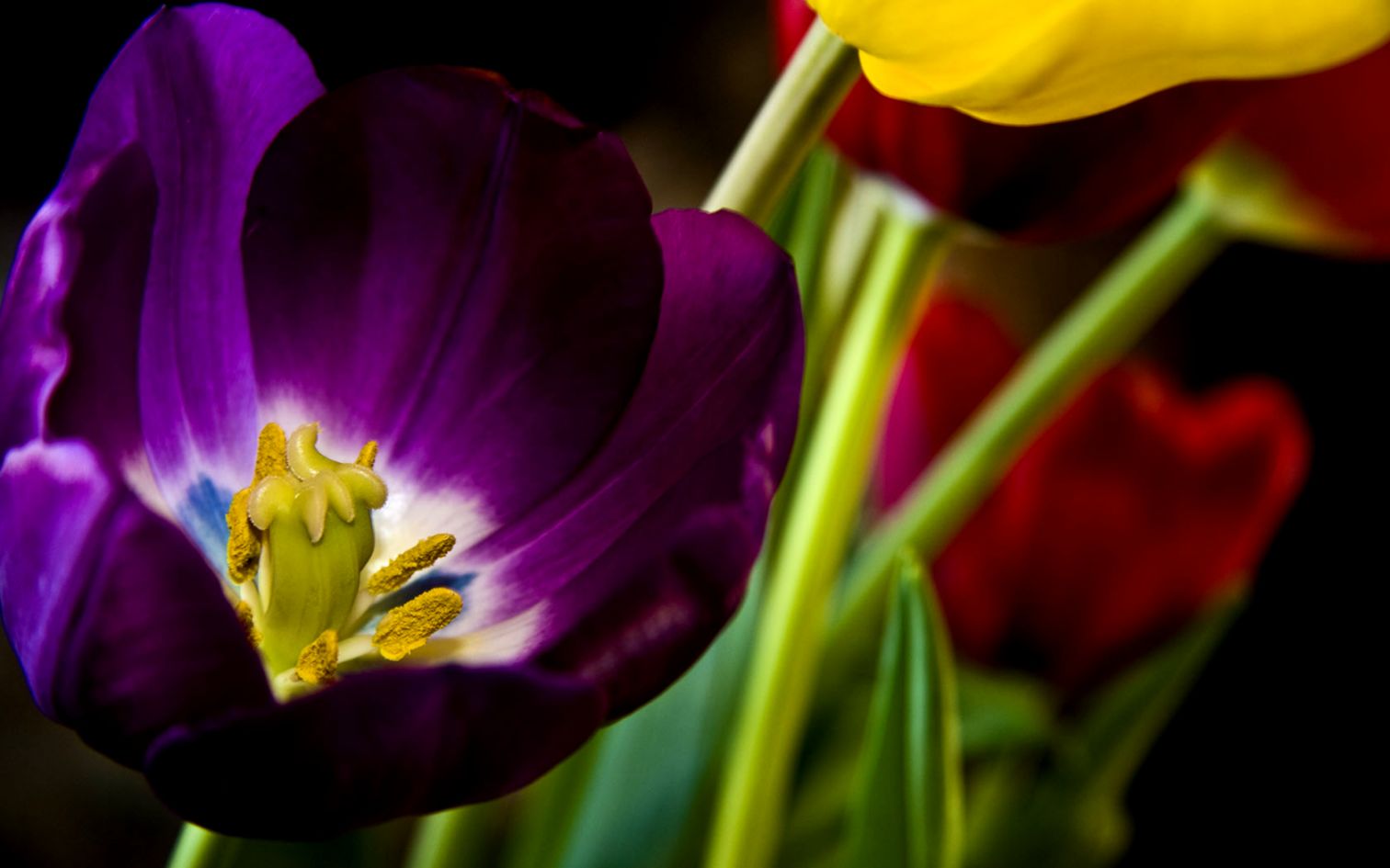 Flowers   Blue Hydrangea Flower Close up Photography   Free