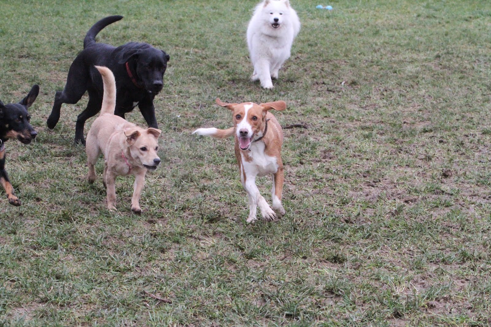 Hunde Abenteuer Land. Tagesbetreuung Ferienbetreuung Zürich Tuesday