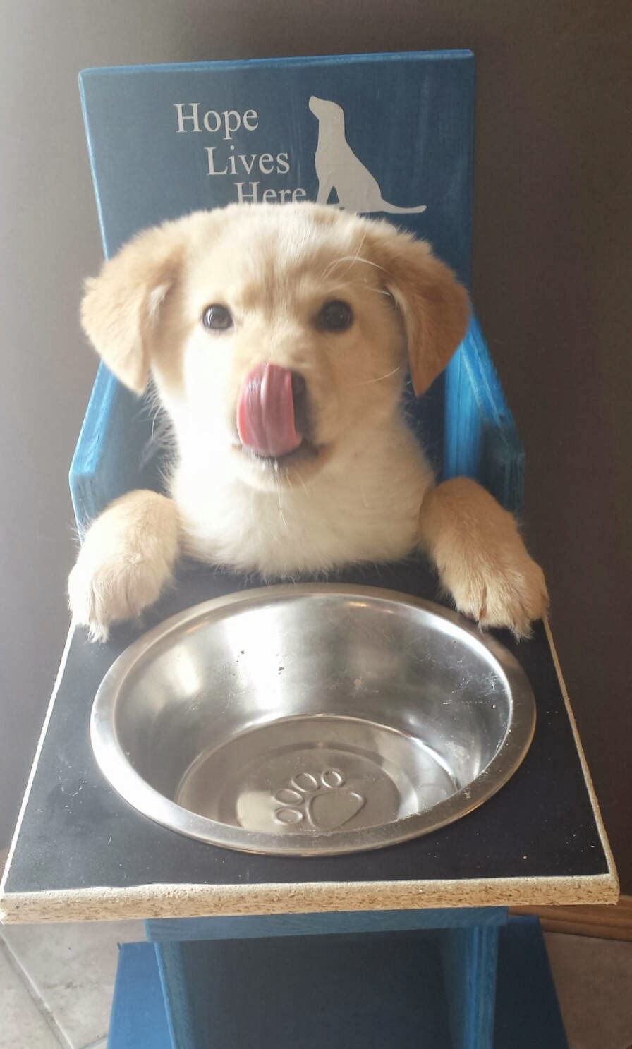 Cute dogs - part 9 (50 pics), puppy ready for dinner