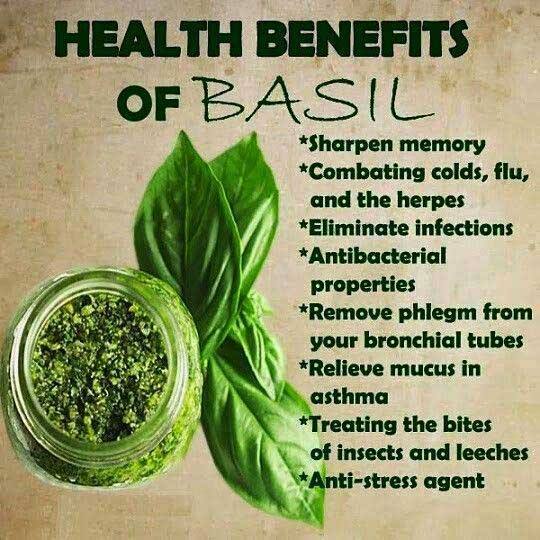 Basil Health Benefit Benefits Of Basil Easy Health Beauty basil-health-benefit-benefits-of-basil-easy-health-beauty