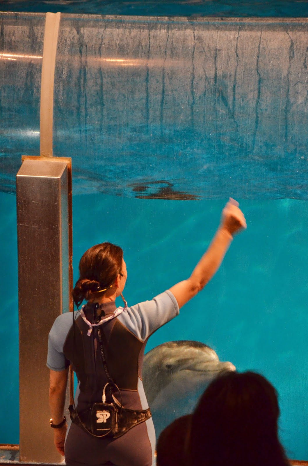 Midwest Family Traveler: Dolphin Shows at Indianapolis Zoo