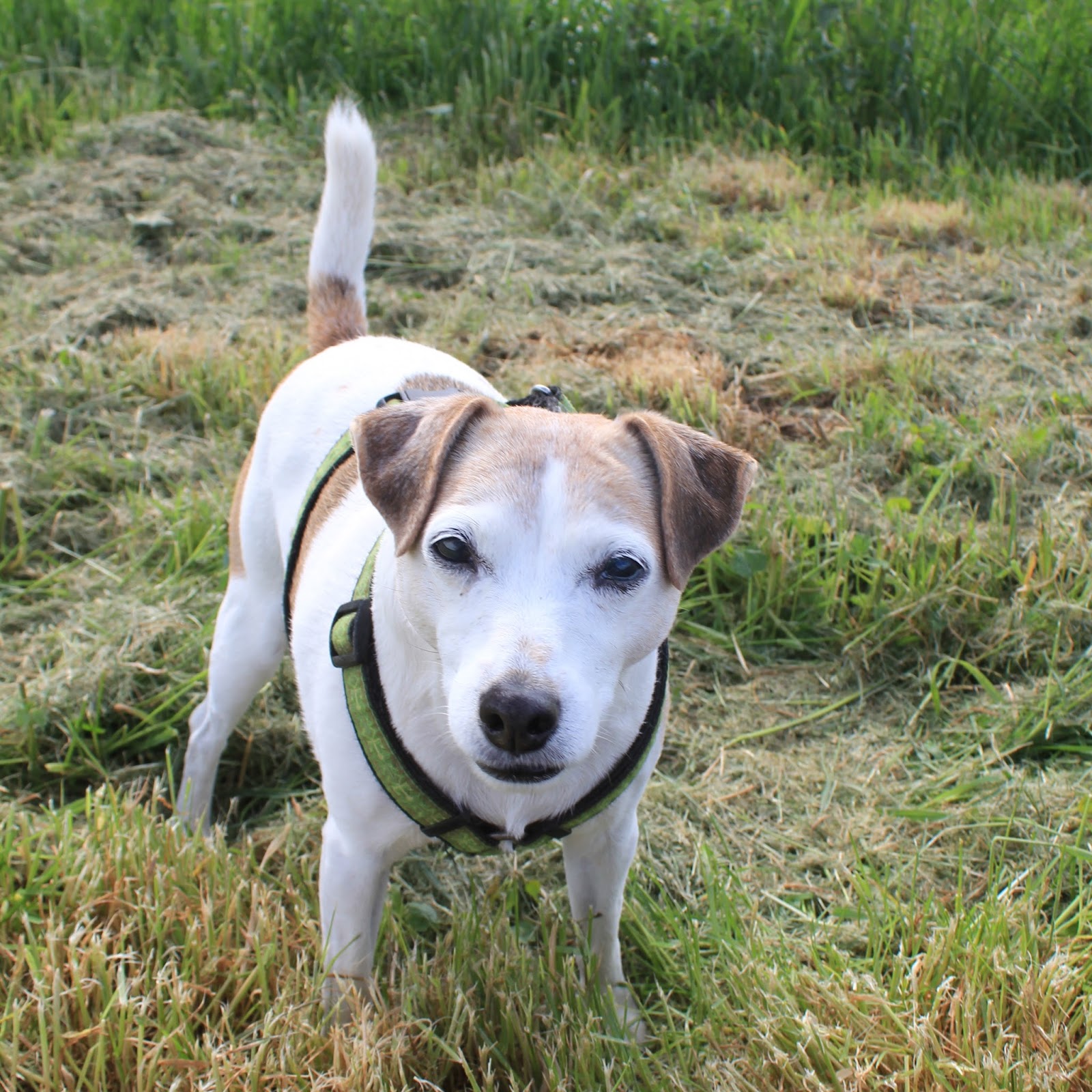 Jack Russells at work? Well, sort of