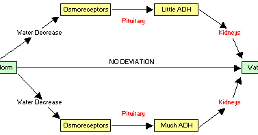 Biology Notes For A Level 112 Osmoregulation