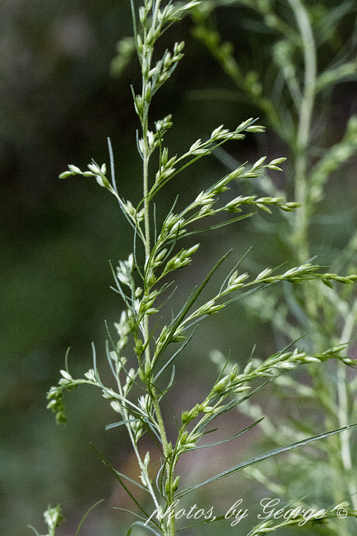 "What's Blooming Now" Dog Fennel, Dogfennel (Eupatorium capillifolium