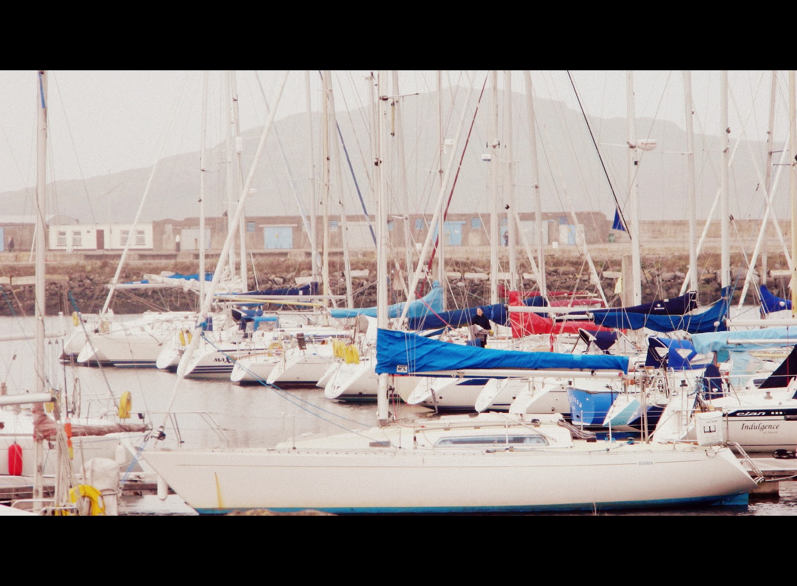tofu for tea: Foraging in Howth