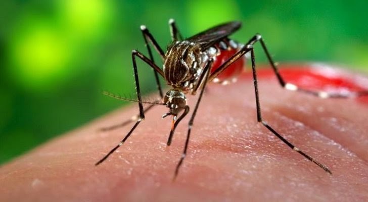 Image result for zika virus canada