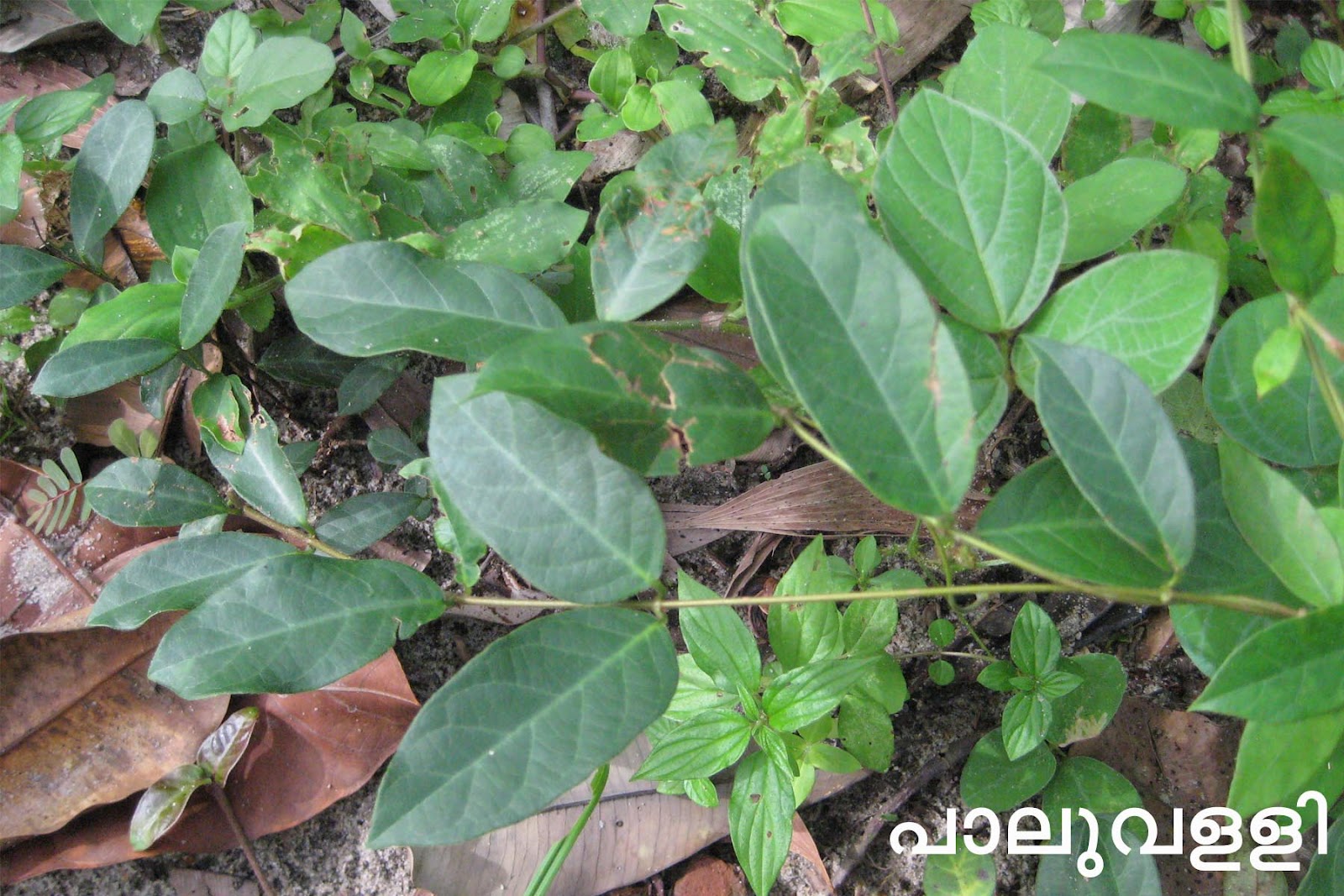 Ayurvedic Medicinal Plants in Kerala