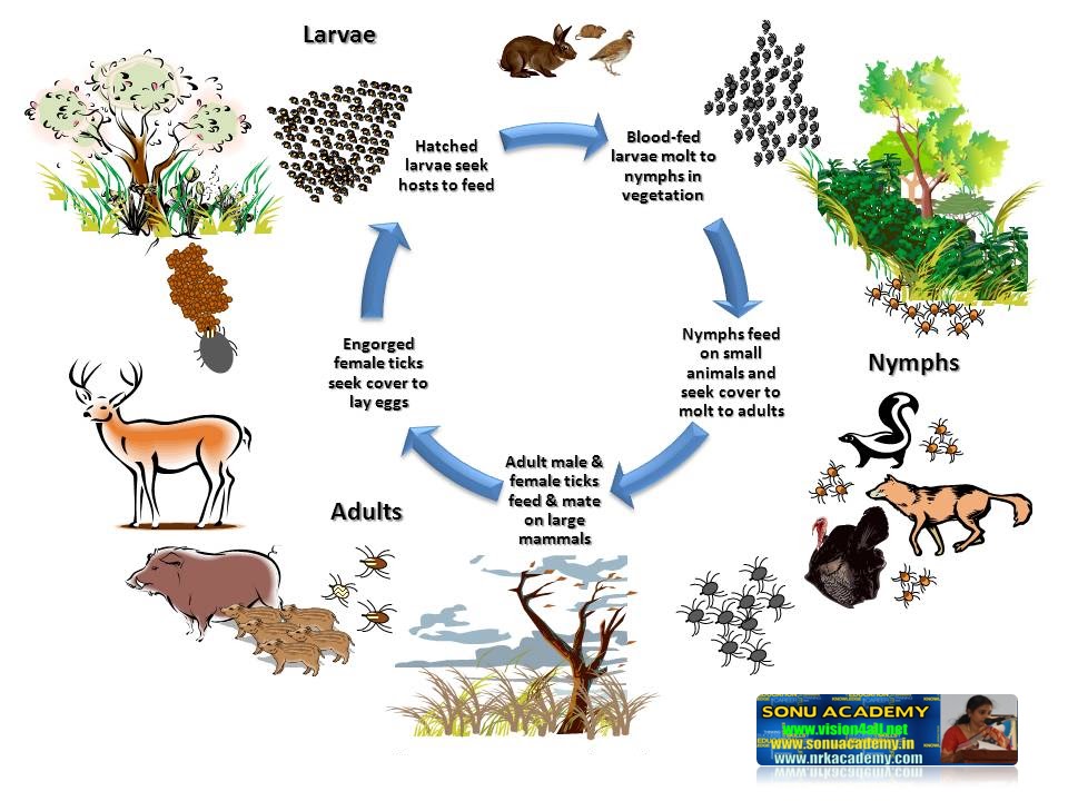 SONU ACADEMY: NUTRITION IN ORGANISMS- TEXT