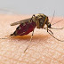 Cảnh báo: Muỗi truyền vi rút Zika xuất hiện 100% tại địa bàn Hà Nội