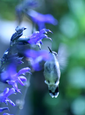 Nature walk in Royal Botanical Garden - The Hummingbird :: All Pretty Things