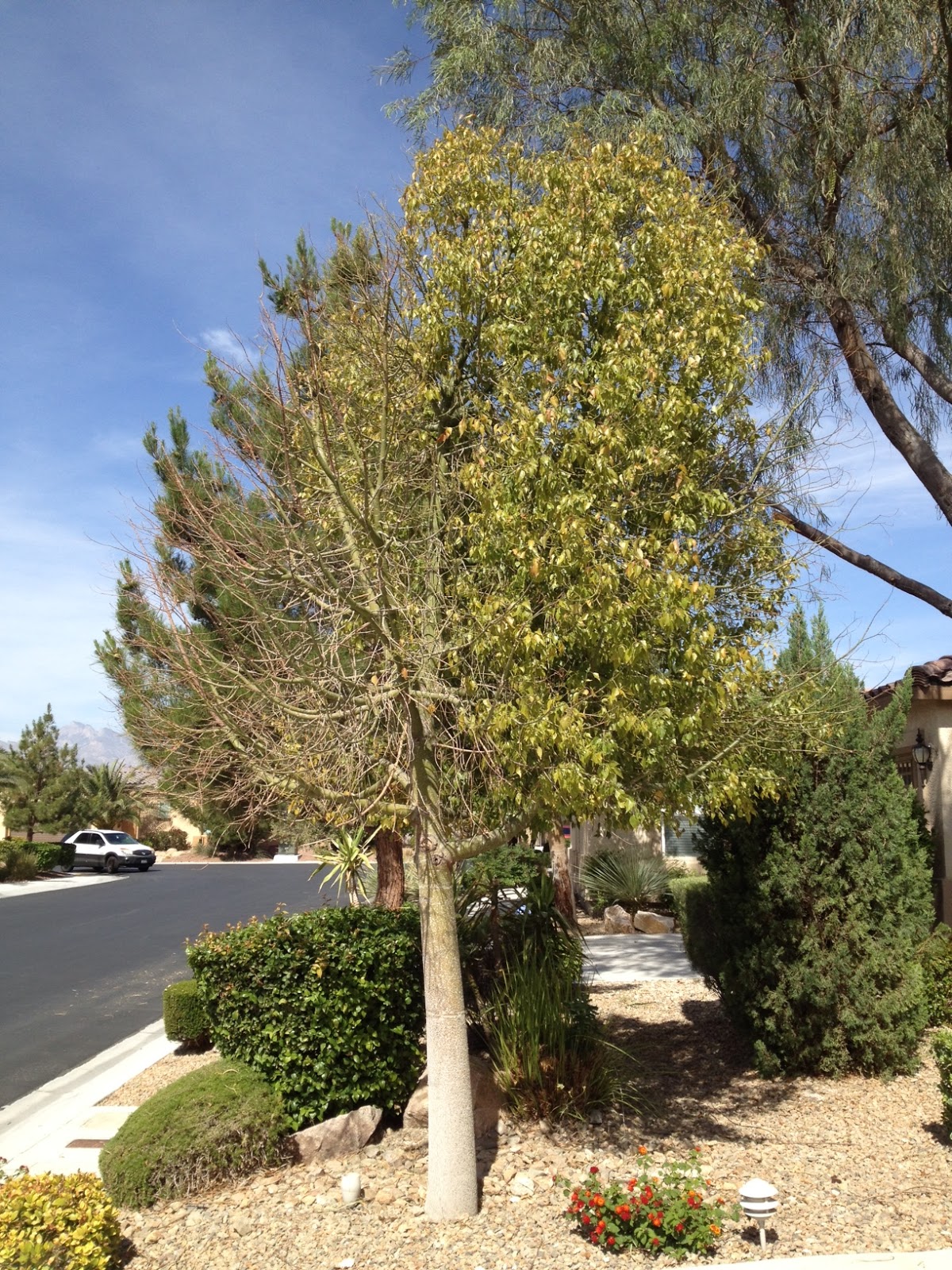 Xtremehorticulture of the Desert Bottle Tree Leaf Drop