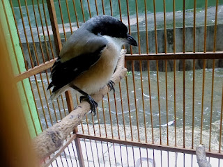 Burung Cendet - Kenapa Burung Cendet Mencabuti Bulu Ekornya Sendiri dan Solusinya - Penangkaran Burung Cendet