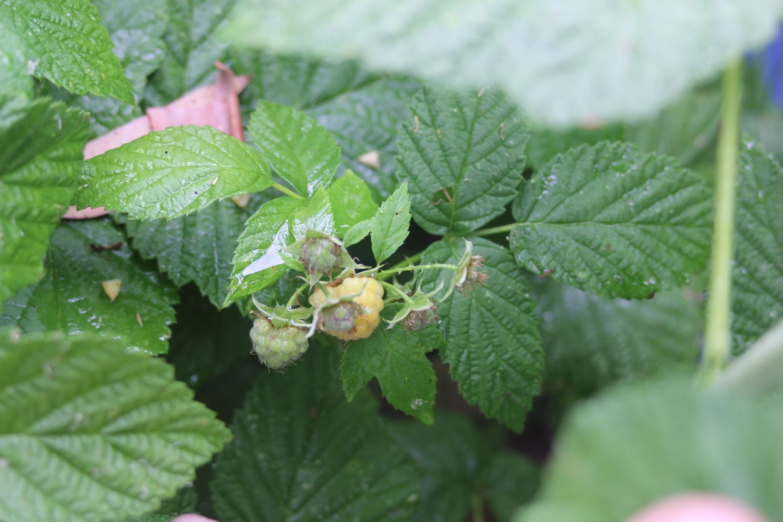 Mudflower Golden Raspberry plants in Australia