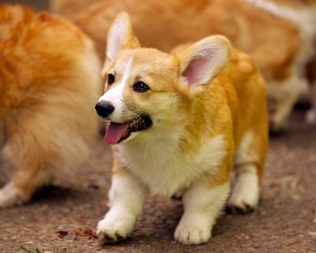 Top 50 Cutest Dog Breeds