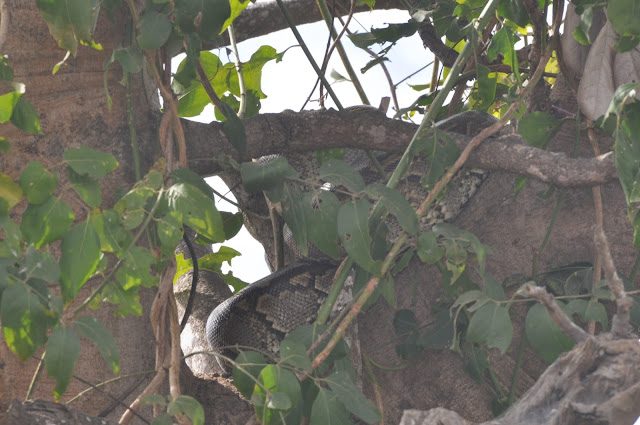 African Python Tembea Tanzania Mikumi National Park