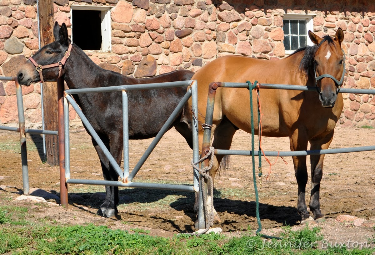 air force academy horse stables