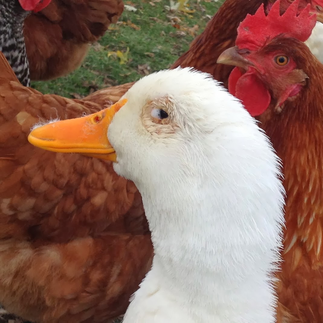 Living The Lock Life Foamy Pekin Duck Eye