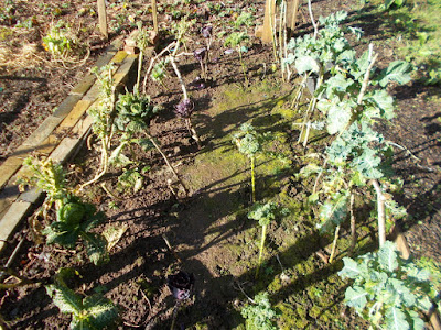 Brassicas 80 Minute Allotment Getting the vegetable garden ready for spring Green Fingered Blog