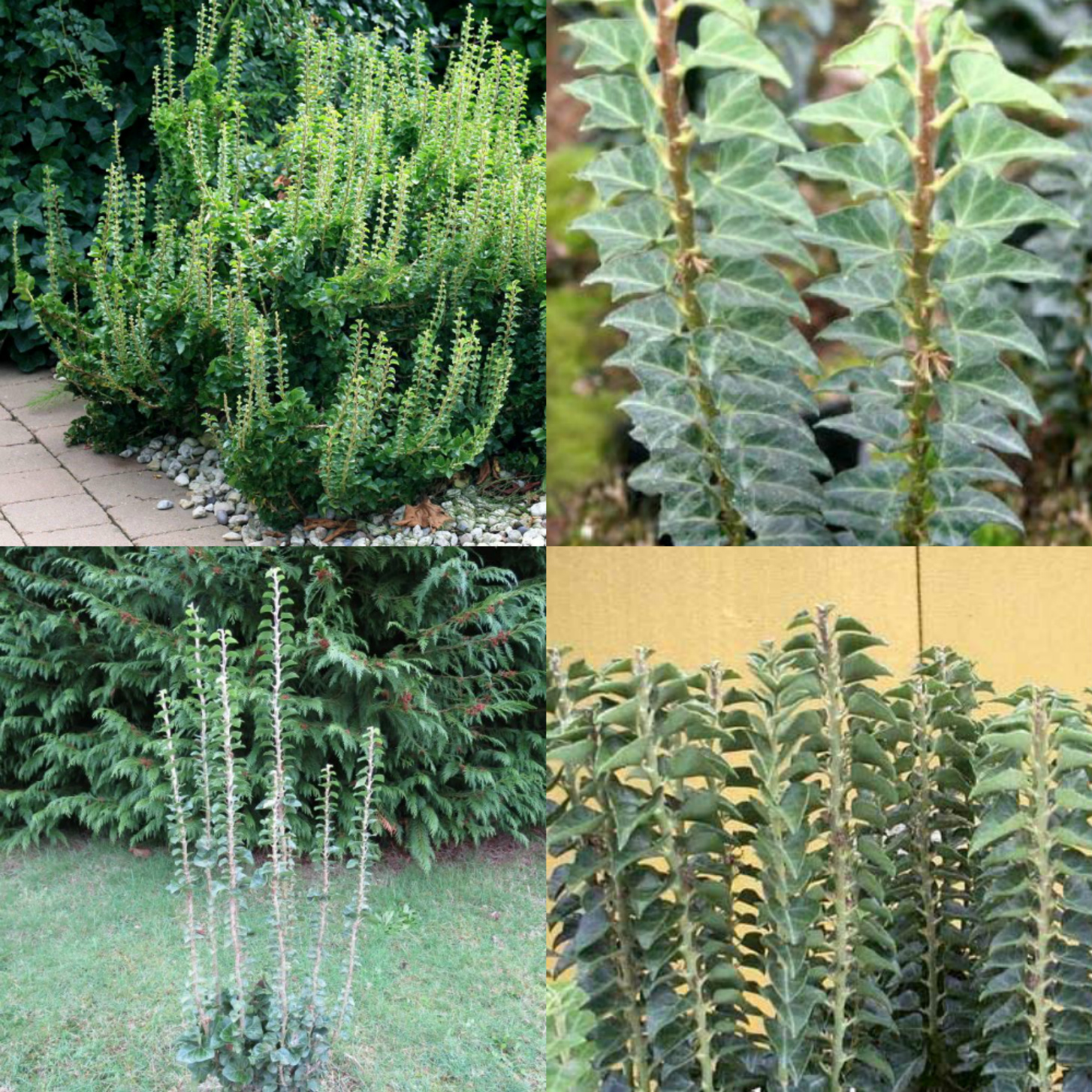 Hymenoptera Stary 1988 Dolphine And Braconidae Southeastern