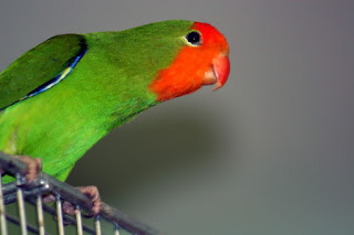 Jenis Lovebrid - Lovebrid Muka Merah (Agapornis Pullaria) - Penangkaran Burung Lovebrid