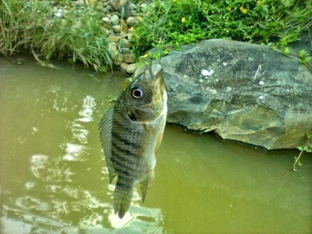 Klasifikasi Morfologi Ikan Mujair Lengkap dengan Asal Usul di Indonesia