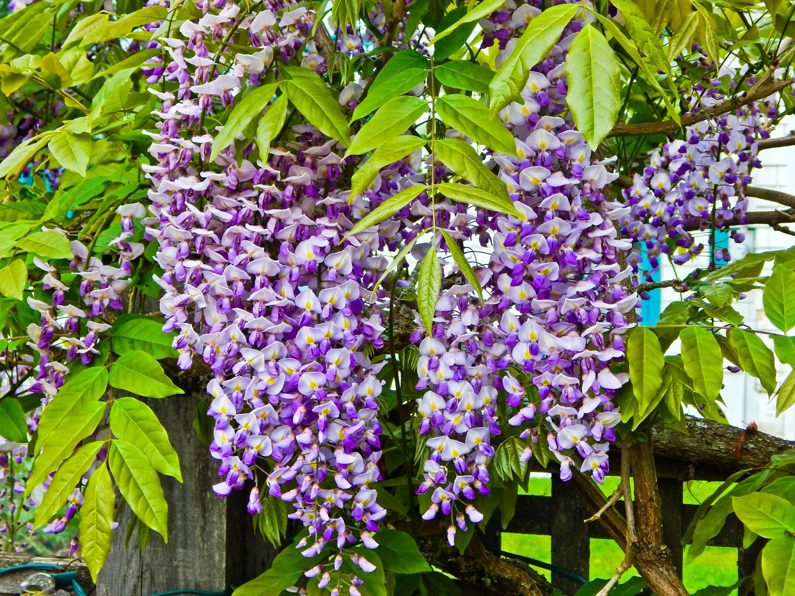 Walking Arizona Wisteria Blooms in Spring