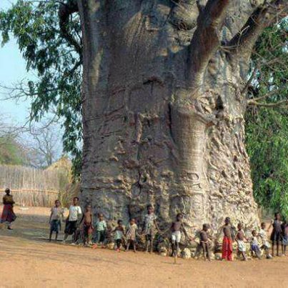 ماهي اكبر شجرة في العالم