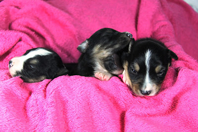 cachorros pastor australiano