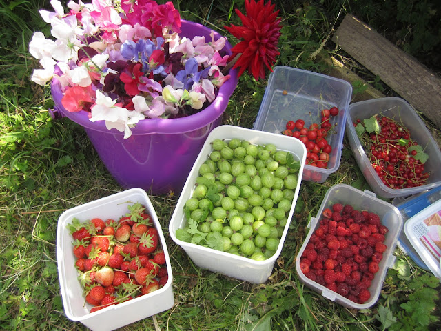a bucket of sweet peas, pots of strawberries, cherries, raspberries and gooseberries, along with the last redcurrants.