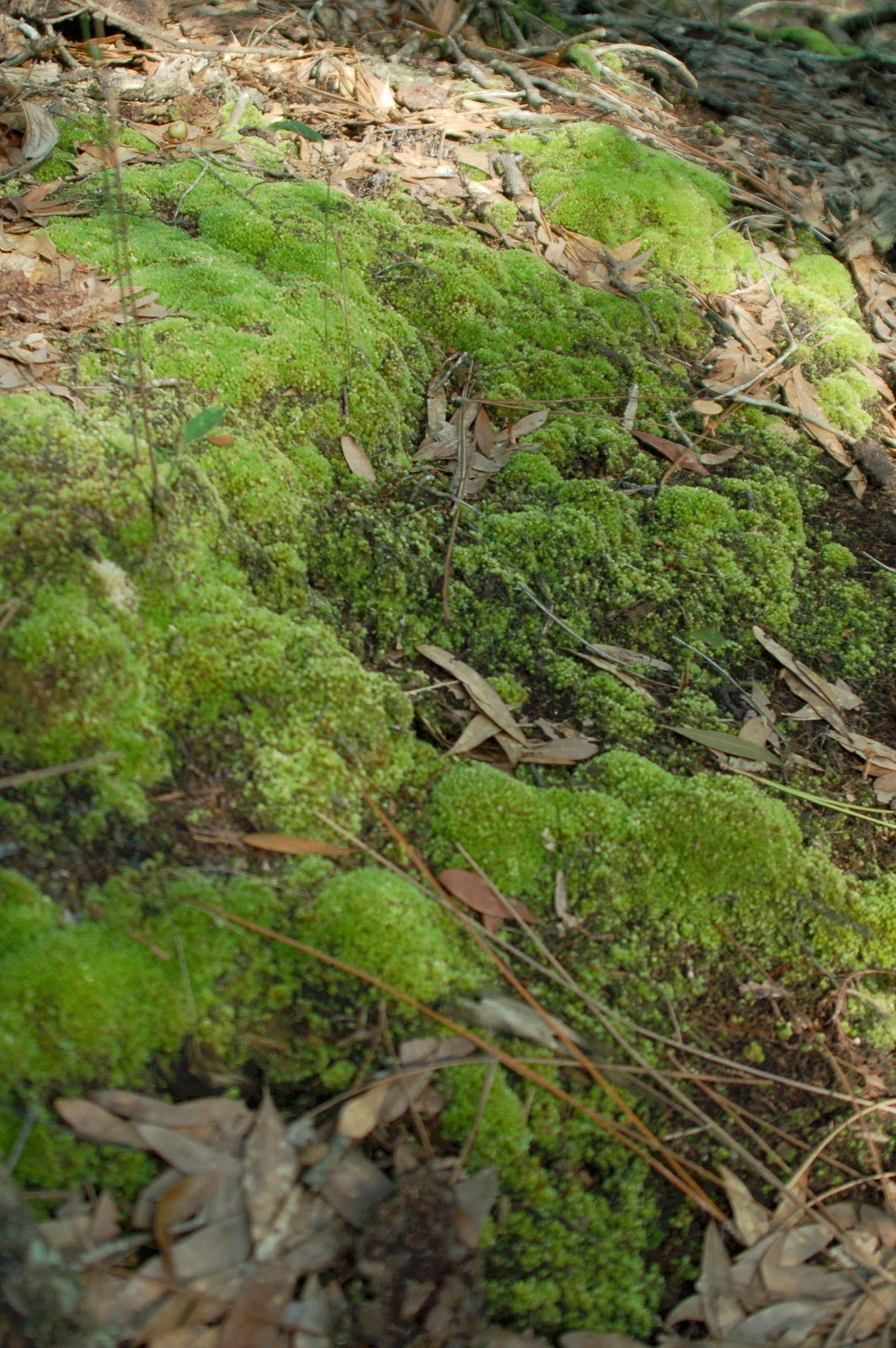 How To Identify Moss Species / Mosses Division Bryophyta Plant Pest