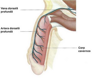 impact asupra punctelor de erecție cum se face un penis mare