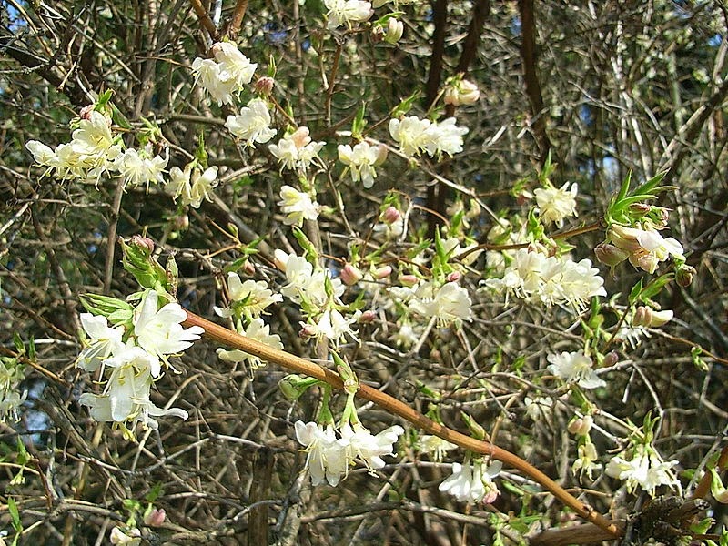 Seattle Garden Ideas Pieris Japonica