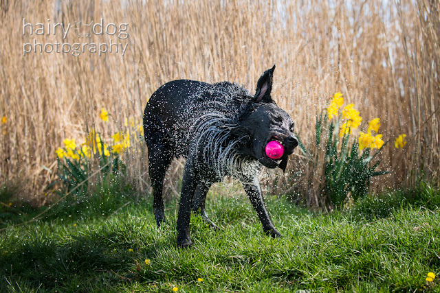 Hairy Dog Photography in Aberdeen