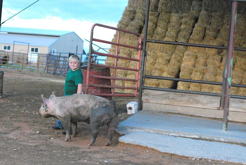 Lyman: 4H Pigs