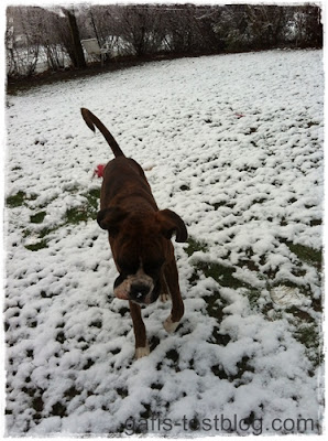 Boxer Amy im Schnee