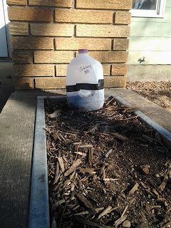 Gallon milk jug sitting outside with no snow