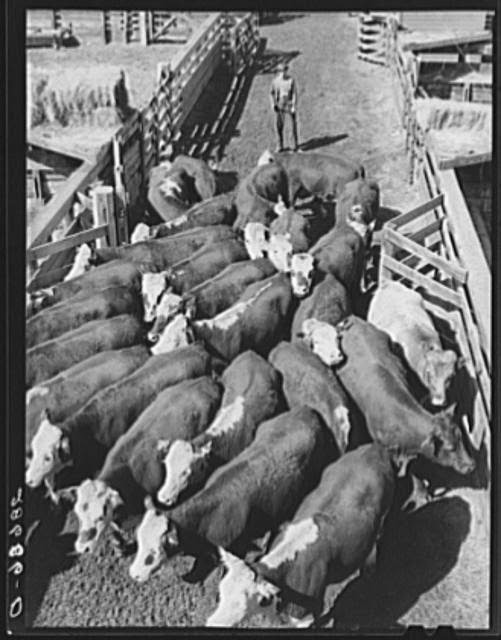Lex Friday Farming Denver Stockyards, 1939.