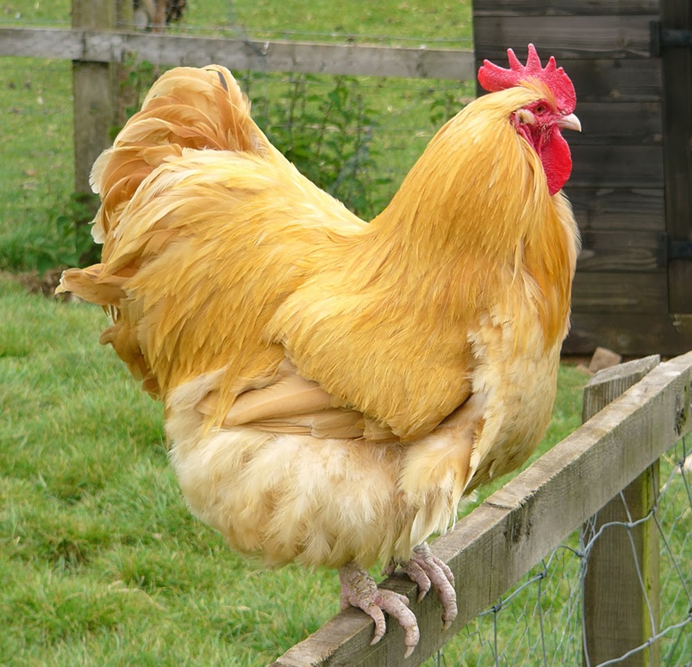 What Is Big Yellow Orpington? , Orpington Chicken: Breed Info, Traits ...