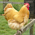 Orpington Chicken Farming