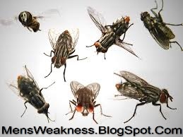 How To Get Rid Of Flies In The House In Urdu Makhi Ko Kaise Bhagaye ...