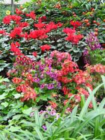 Red schizanthus and cyclamen at Allan Gardens Conservatory 2016 Spring Flower Show by Paul Jung Gardening Services